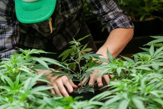 États-Unis: l’industrie légale du cannabis veut une réforme